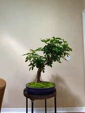 Actual Tree! Live Schefflera  Bonsai - Large Specimen