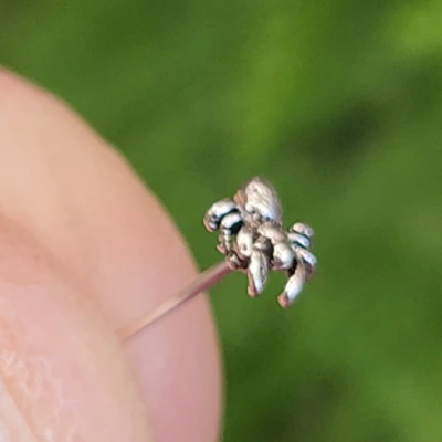 PIERCINGLINE - Set Di 3 Piercing Da Naso In Argento Sterling 925, Con Cristalli Rotondi, Pieghevole, Set A Scelta, Argento, Zirconia Cubica - Foto 8