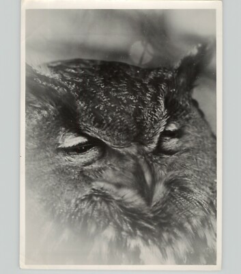CLOSEUP Headshot BARN OWL Face Ornithological Birds NATURE 1950s Press Photo