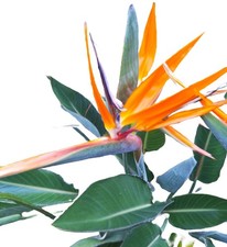 Orange Bird of Paradise Strelitzia reginae 18-inch plants Tropical Starter