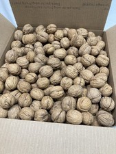 10 lbs California Chandler Walnuts in Shell Freshly Harvested November 2025