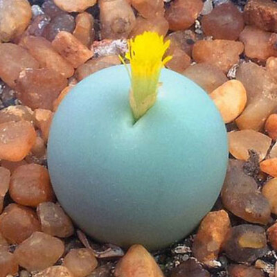 Conophytum calculus, Conophytums, Conophytum Pflanzen, Conophytum Samen