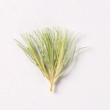 M&T 12PCS Real Pressed pine tree needle leaves, leaves for art craft FSS73