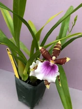 (188-3)   Milt.Dee Fujitake 'Kaley Cat'   FS