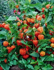 5x Chinese Lantern – Physalis Alkekengi Plug Plants