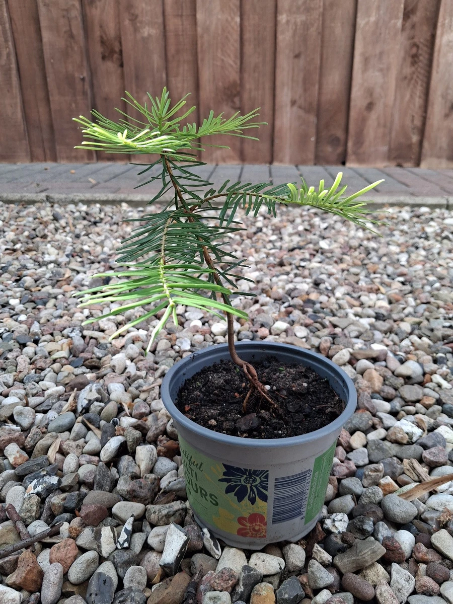 krüppelkiefer bonsai Kopu® Kunstpflanze Bonsai 65 cm Kiefer mit schwarzem Topf – Bonsai-Baum –  kopu main image 1