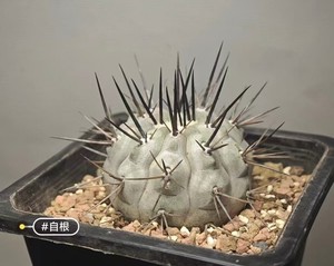 Copiapoa Cinerea | eBay