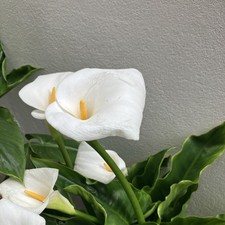 4 Mature Cala Lily tubers - White Flowers In Spring Summer - Free post 