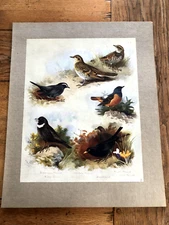 1900s large cromolithograph of birds by archibald thorburn . ltd edition. ref 66