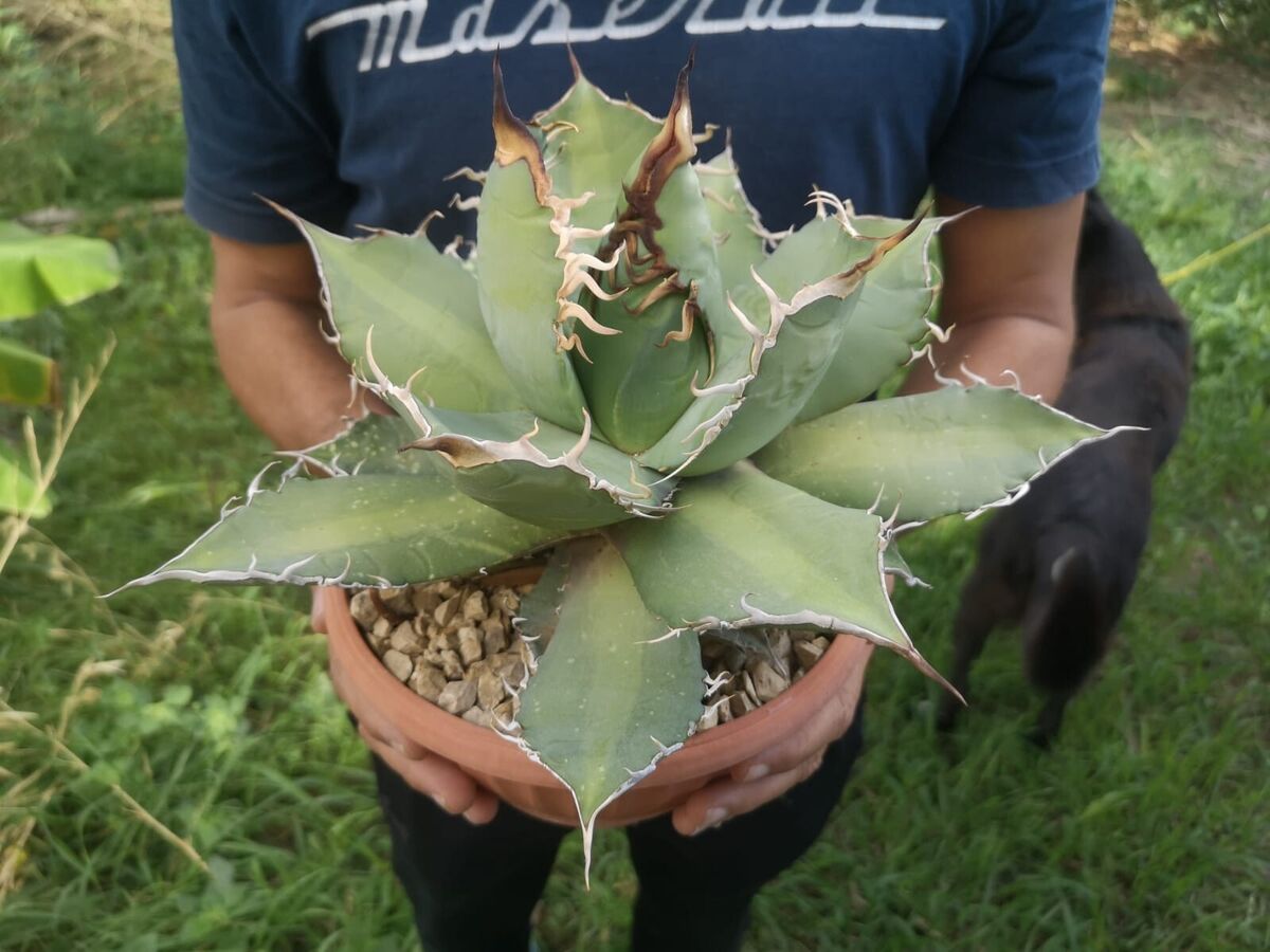 wzrt オズワートGecko Oteroi Satanic Agave Agave oteroi | Rare Selected Agave Clones | Wild | Buy Now