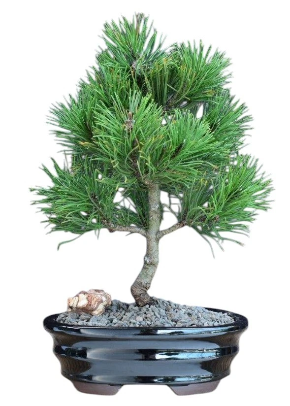 bambus vase groß J-Line Vase Short Decorative - Seegras/Bambus - Natur