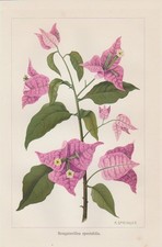 Bougainvillea spectabilis Wunderblumen Nyctaginaceae LITHOGRAPHIE von 1898