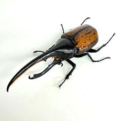 【Used】 Bandai Rhinoceros Beetle 07 Action Figure Hercules Beetle Lichyi Orange