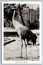 Postcard Sand Hill Crane Bonita Springs Florida