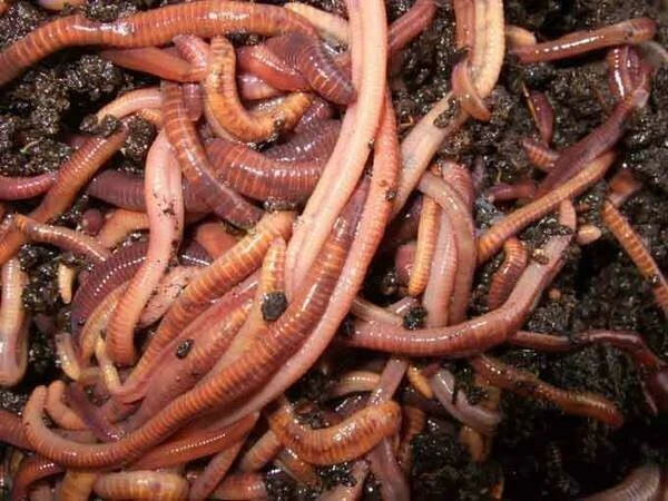 Red Wiggler - LOMBRICES DE TIERRA VIVAS - Dieta de alimentos para truchas, cebo para peces y reptiles, compostaje Foto 2 de 2