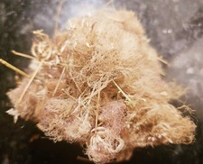 SOLD OUT Albizia Julibrissin Mimosa Flower Dried Pink Blossoms Tea Herb Organic