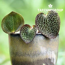 SIRINDHORNIA MONOPHYLLA TERRESTRIAL ORCHID TUBER