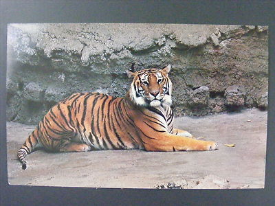 San Diego California CA Zoo Tiger Asia Vintage Color Postcard 1950s