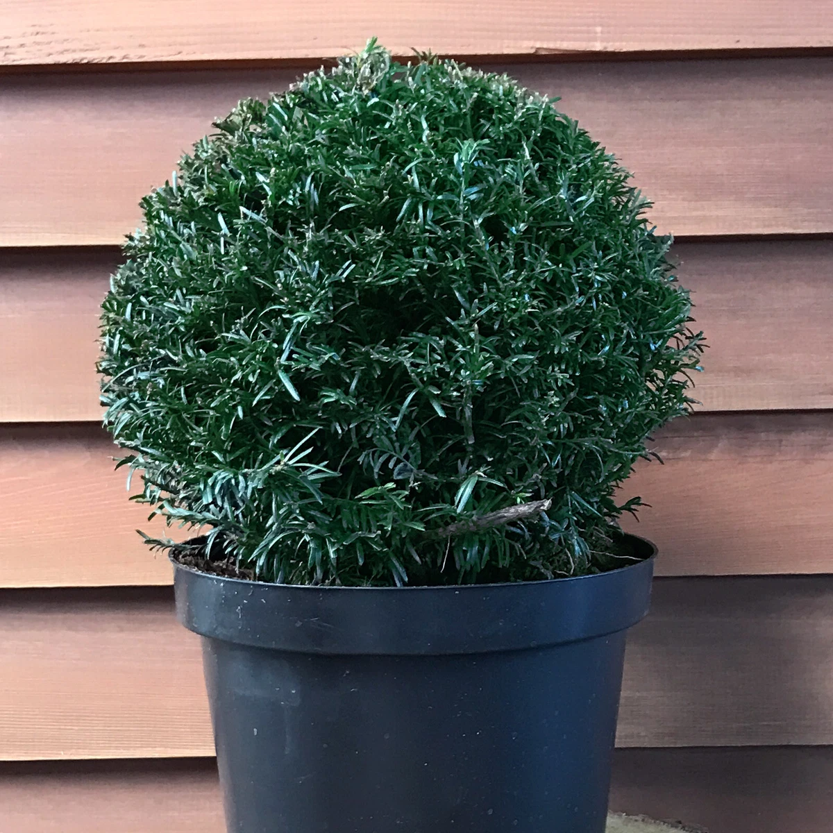 zimmerpflanze fensterblatt kreuzworträtsel Monstera Deliciosa Fensterblatt Zimmerpflanze Ø21cm 80cm kaufen