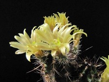 Kaktusy: Echinocereus davisii SB 426; 2,2 cm, odporne pąki!