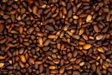 Delicious And Soft Shell Nevada Pine Nuts 2025 Harvest 10 Lbs 2pk 5lbs 