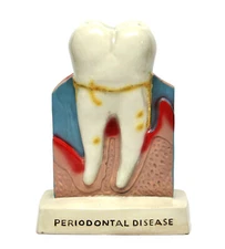Dentist Dental Teeth Oral Anatomy Teaching Standing Decoration Model Figure