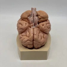 Anatomical Human Brain Model 3D Educational Teaching Tool w/Base! West Germany!