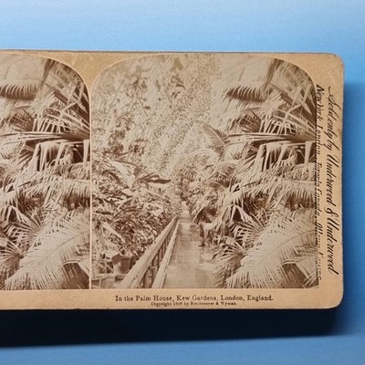 London Stereoview um 1895 Echtfoto England Kew Gardens Palmenhaus