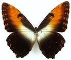 MORPHOHECUBA OBIDONUS MALE FROM OBIDOS, BRAZIL