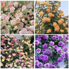 300 Mixed Color Climbing Rose Rosa Seeds for Planting-Heirloom Garden Vine