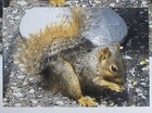 Picture 4 of 4