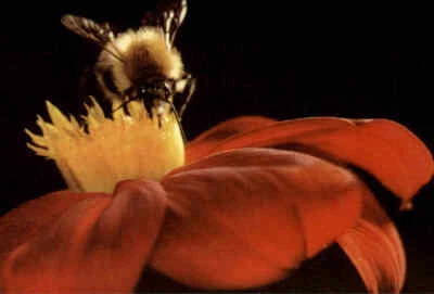 Spenden-AK Jugendherbergs-Spende Motiv Tiere Animals Animal HUMMEL Biene Bee AK - Bild 1 von 2