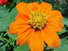 Tithonia rotundifolia | Mexican Sunflower| 100_Seeds