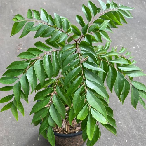 Curry Leaves Seeds Curry Leaf Plant Kadi Patta Murraya Seeds 10 Live
