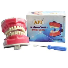 Api Jaw Set And Teeth B-561 Typhodont made up of durable plastic FREE SHIPPING