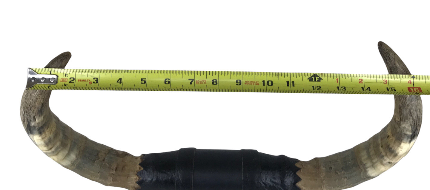 M.P. & K.D. HORN SHOP FT.WORTH, TX. SOUVENIR HORNS DISPLAY eBay