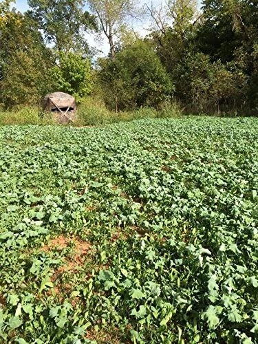 Evolved Harvest 7 Card Stud Deer Food Plot Seed 10Lb High Protein Blend - Image 2 of 2