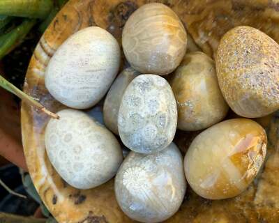 Fossil coral tumbled stone tumbled agatized coral pebble polished pocket stone f