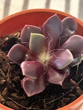 Anacampseros rufescens | Live Succulent Plant | Fully Rooted