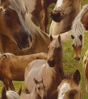 home style wallpaper. Horses/equestrian . Single Roll.