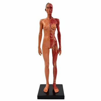 Modèle de Muscles Humain En Résine Polyvalent pour Dessinateurs - Photo 1/4