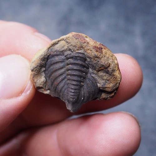 20mm Bolivian Trilobite Wolfartaspis cornutus Devonian Fossil Dino 7 - Picture 4 of 9