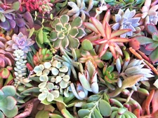 50 LARGE SUCCULENT CUTTINGS 25 VARIETIES  2+ lbs. 3-6"