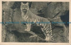 R120883 Tiger. B. Matthews
