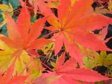 Korean Maple, Acer pseudosieboldianum, Tree Seeds