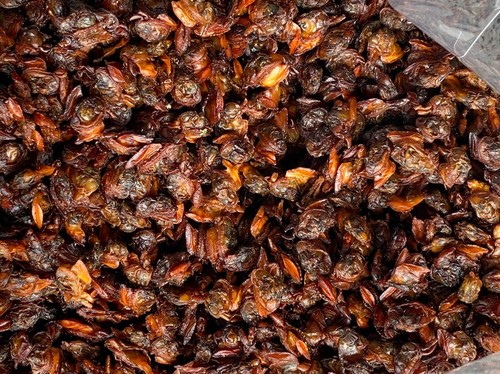 Thailand New Dried striped mollusks, Processed Seafood Clean Fresh High Quality - Picture 2 of 12