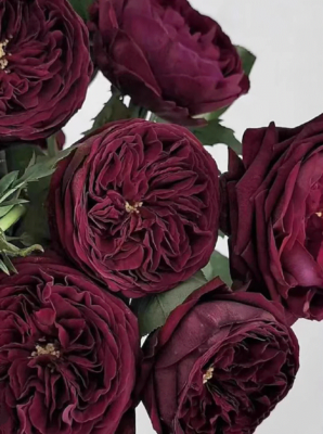 Japanese Rose 'Royal Palace'- 5 cuttings | eBay