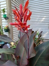 8 canna lily bulbs red Flowers Indian shot canna lirios de canna lilies de Canna