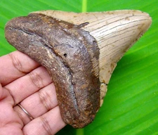 MEGALODON SHARK TOOTH - REAL FOSSIL SHARK TEETH - 3.84” NO RESTORATIONS MEG