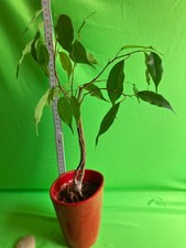 Birkenfeige/Ficus (evtl. Benjamina)